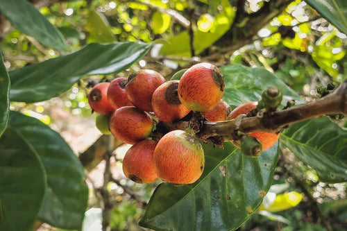 Don't Forget the Libericas: An Interview with Coffee Producer Elaine Barrios